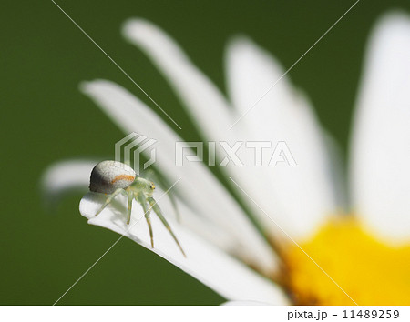 Spider on daisy petals 11489259