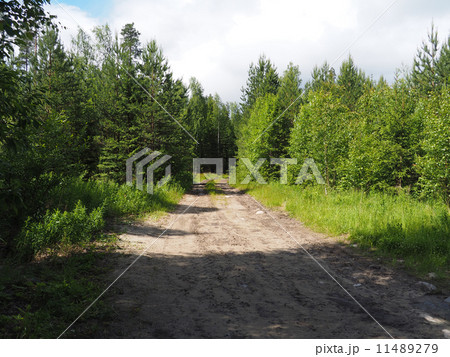 dirt road in the woods dirt road in the woods 11489279