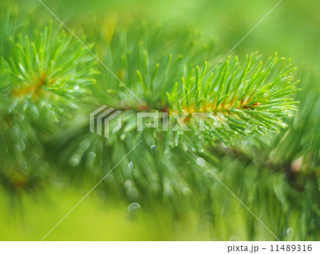 water droplets on the pine water droplets on the pine 11489316