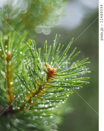 water droplets on the pine water droplets on the pine 11489334