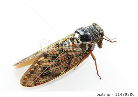 アブラゼミ　白バック 11489586