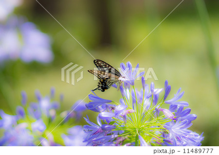 花に留まる蝶 11489777