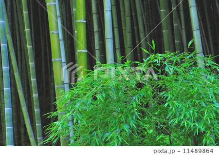 モウソウチク 11489864