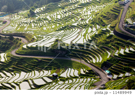 丸山千枚田 丸山千枚田 11489949