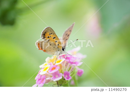 ベニくん ベニくん 11490270