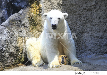 ホッキョクグマ ホッキョクグマ 11490396
