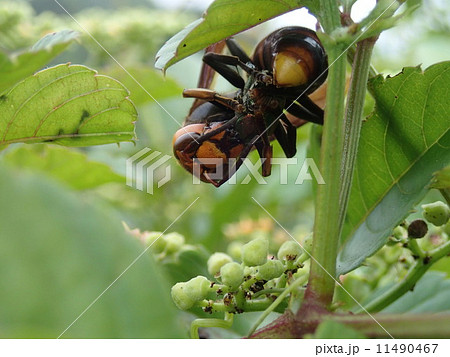 マメコガネを襲うスズメ蜂 マメコガネを襲うスズメ蜂 11490467