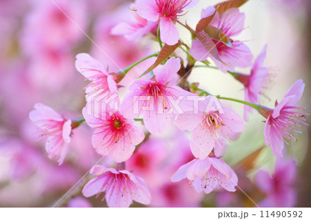 Cherry Blossom 11490592