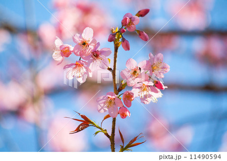 Pink cherry blossom in full bloom Pink cherry blossom in full bloom 11490594