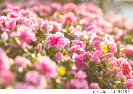 pink begonias 11490597