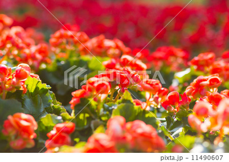 Red begonias 11490607