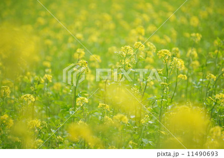 キガラシ 11490693