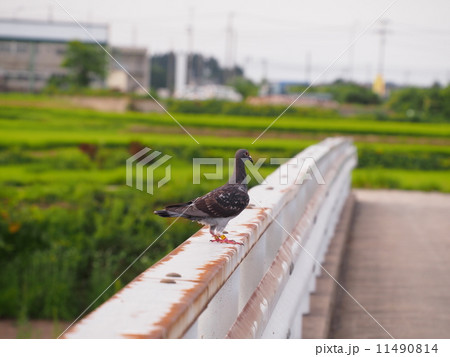 伝書鳩 伝書鳩 11490814