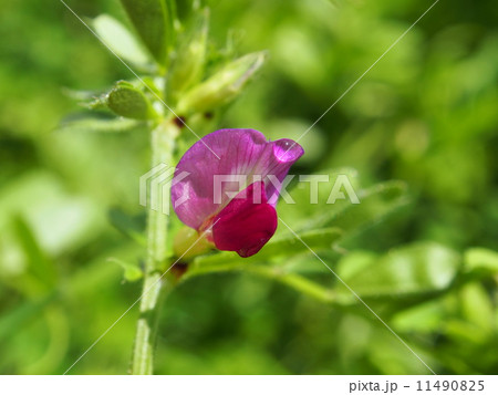 つゆ草 つゆ草 11490825