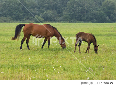 Horse with her foal 11490839