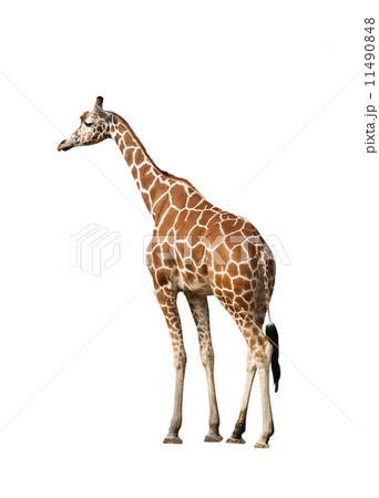 Giraffe Giraffe 11490848