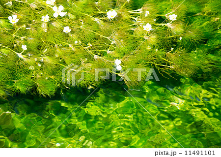 梅花藻⑧ 11491101