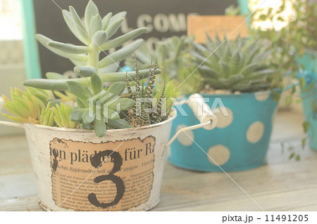 多肉植物 多肉植物 11491205