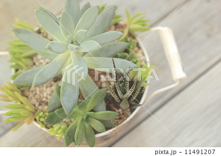 多肉植物 多肉植物 11491207