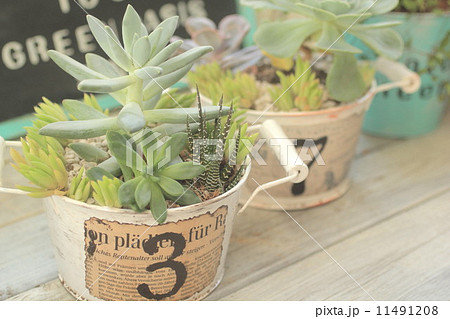 多肉植物 多肉植物 11491208