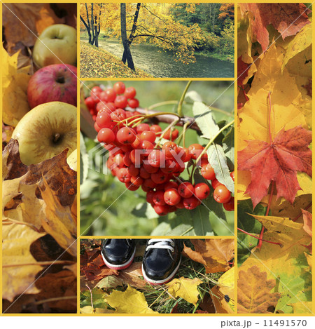 Autumn collage 11491570