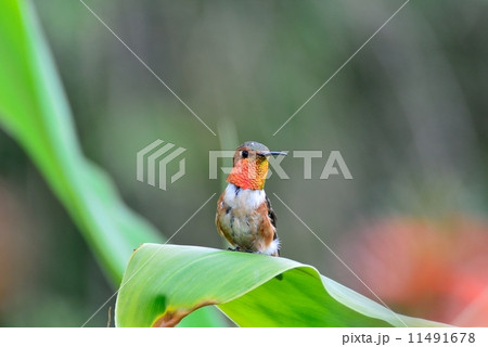 ロサンゼルスのハチドリ ロサンゼルスのハチドリ 11491678