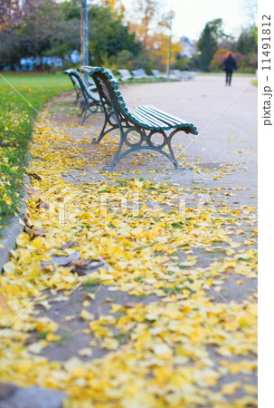 Urban street with fallen leaves on the ground 11491812