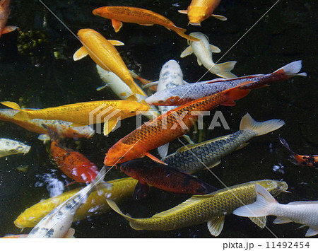 水中鯉 11492454