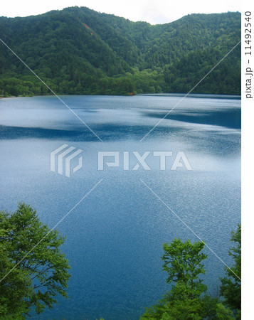 大沼池 大沼池 11492540