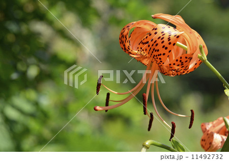 オニユリ(鬼百合) オニユリ(鬼百合) 11492732