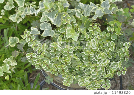 プミラ寄植え 11492820