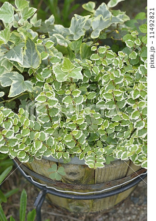 プミラ寄植え 11492821