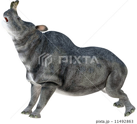 ブロントテリウム☆Brontotherium ブロントテリウム☆Brontotherium 11492863