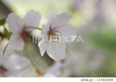 ソメイヨシノ 11492899