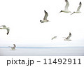かもめ 11492911