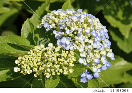 ウズアジサイ(渦紫陽花) ウズアジサイ(渦紫陽花) 11493068