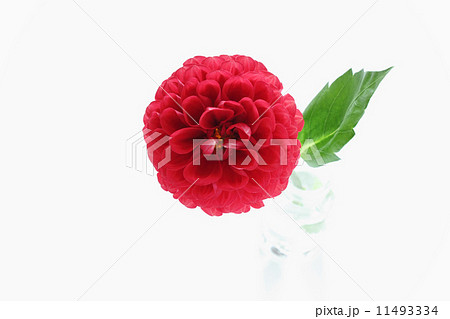 真紅のダリア（１輪）（正面） 11493334