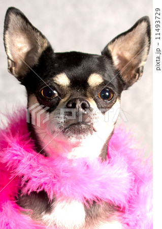 Chihuahua in Pink Feather Boa 11493729