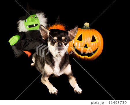 Halloween Chihuahua 11493730