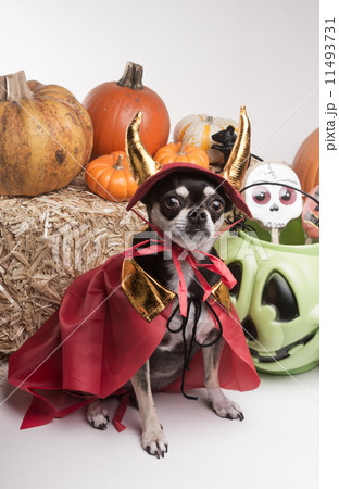 Cute Halloween Devil Dog 11493731