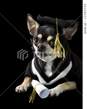 Graduation Dog Graduation Dog 11493734