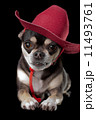 Cute Chihuahua in Red Cowboy Hat 11493761