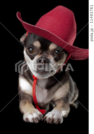 Cute Chihuahua in Red Cowboy Hat 11493761
