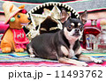 Cinco De Mayo Chihuahua 11493762