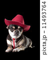 Cute Chihuahua in Red Cowboy Hat 11493764