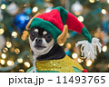Christmas Chihuahua 11493765