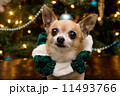 Christmas Chihuahua 11493766