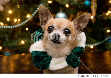 Christmas Chihuahua 11493766