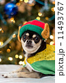Christmas Chihuahua 11493767