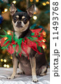 Christmas Chihuahua 11493768
